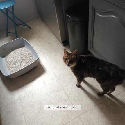 Photo 1/1 Chat retrouvé Trouvé à Tremblay En France