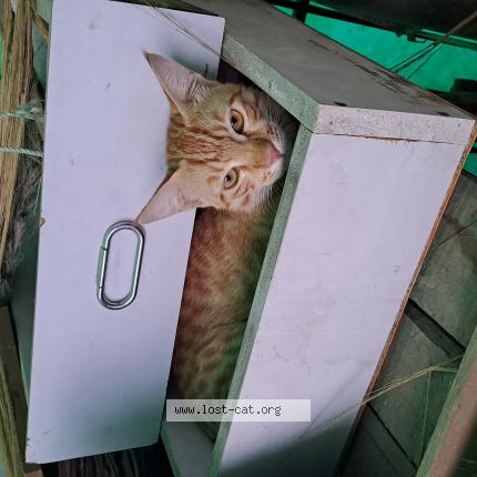 Photo 1/1 Coco Chat perdu à Ghaziabad