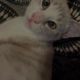 Photo de chat perdu à Limony