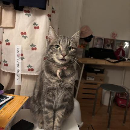 Photo 1/1 Chat retrouvé Trouvé à Clermont ferrand