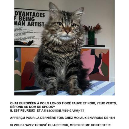 Photo de chat perdu à Paris