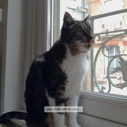 Photo 1/1 Chat retrouvé Trouvé à Nancy