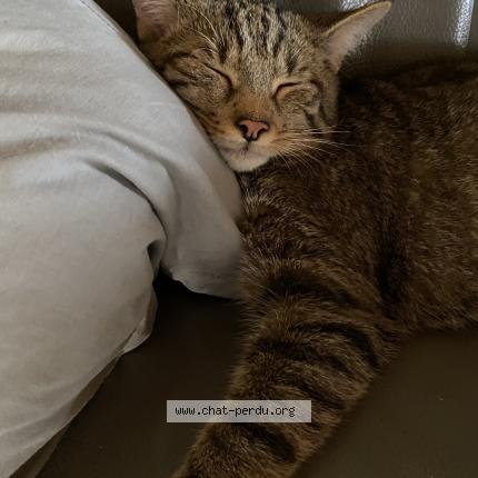 Photo de chat perdu à Blondefontaine