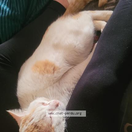 Photo de chat perdu à Nersac