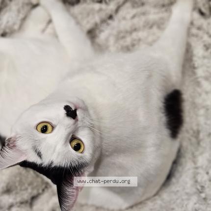Photo de chat perdu à Creteil