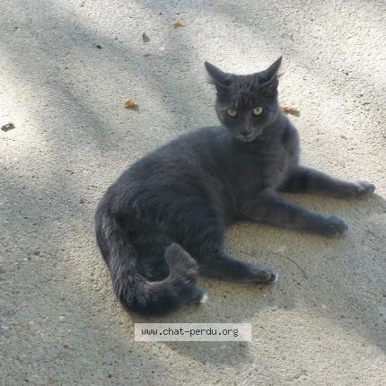 Photo de chat trouvé à Saint Aubin De Branne