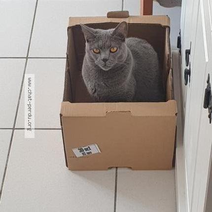 Photo 1/2 Chat retrouvé Perdu à Toulouse