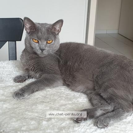 Photo 2/2 Chat retrouvé Perdu à Toulouse