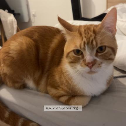Photo de chat perdu à La Reole