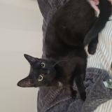 Photo de chat perdu à Chateau Gaillard