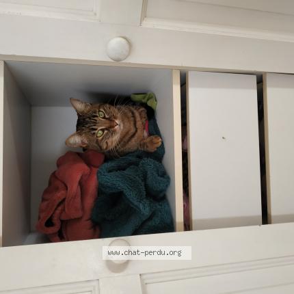 Photo 1/1 Pou Chat perdu à Castanet tolosan