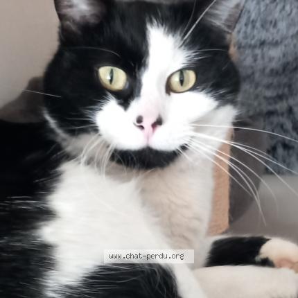 Photo de chat perdu à Ozenay