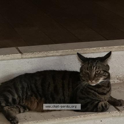 Photo 1/1 Chat retrouvé Trouvé à Magny les hameaux