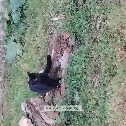 Photo 1/1 Puma Chat perdu à Magnieres