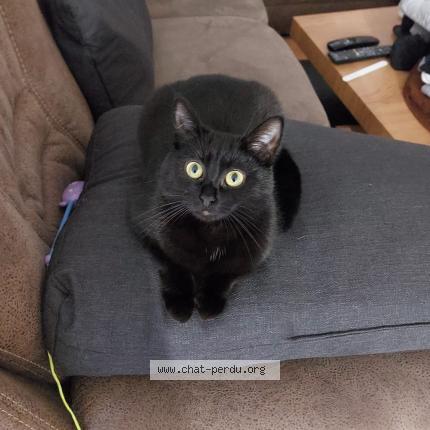 Photo de chat perdu à Sierentz