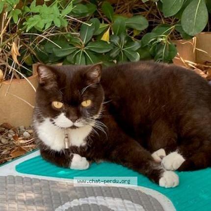 Photo 1/1 Garou - Récompense Chat perdu à Saint cyr sur mer