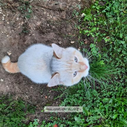 Photo de chat trouvé à Conde Sur Iton