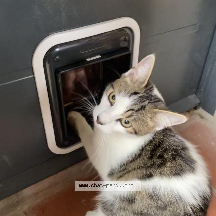 Photo 1/1 Yoshi Chat perdu à Tournefeuille