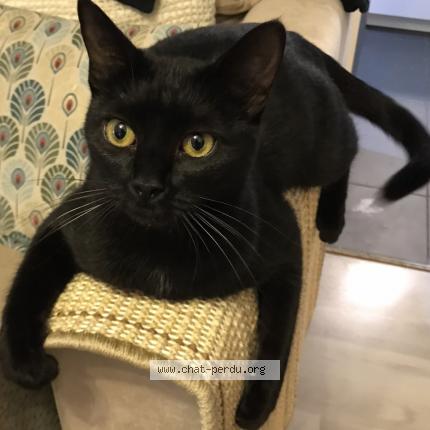 Photo 1/1 Baccara Chat perdu à Champigny sur marne