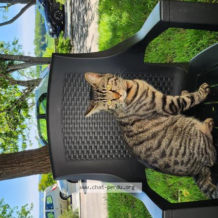 Photo de chat perdu à Laparade