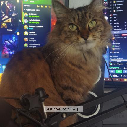 Photo de chat perdu à Nantes