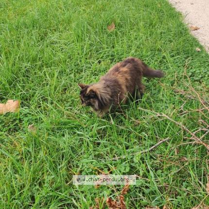 Photo de chat perdu à Venissieux