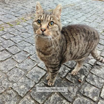 Photo 1/1 Chat retrouvé Trouvé à Saint macaire en mauges