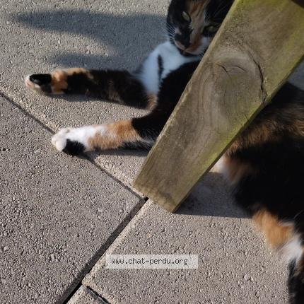 Photo 1/1 Paloma Chat perdu à Cherbourg en cotentin