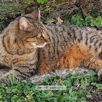 Photo 1/1 Chat retrouvé Perdu à Frontignan