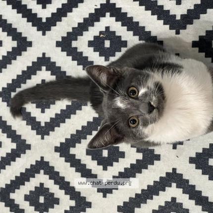 Photo de chat perdu à Pontault Combault