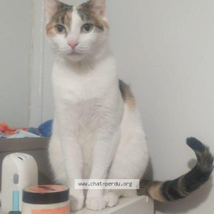 Photo de chat perdu à Saint Quentin Fallavier