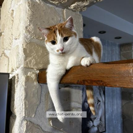 Photo de chat perdu à Lievin