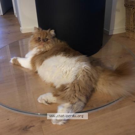 Photo de chat perdu à Oberhoffen Moder