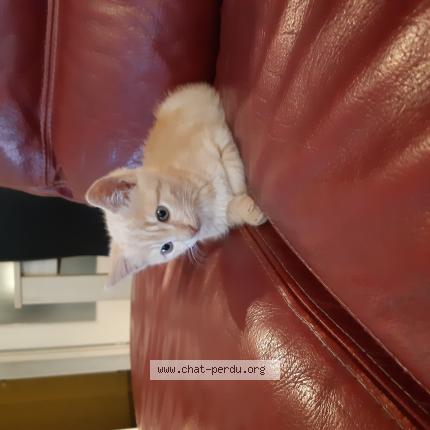Photo 1/1 Chat retrouvé Perdu à Bouguenais