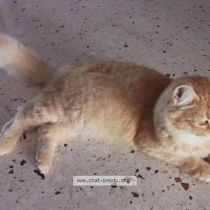 Photo de chat perdu à Perpignan
