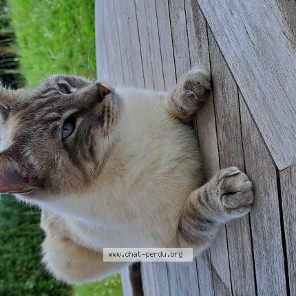Photo de chat perdu à Suce Sur Erdre