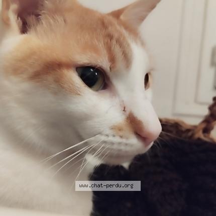 Photo 1/1 Chat retrouvé Perdu à Montreuil