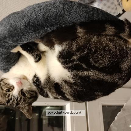 Photo 1/1 Chat retrouvé Perdu à Creteil