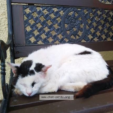 Photo 1/1 Chat retrouvé Perdu à Vaux Le Penil