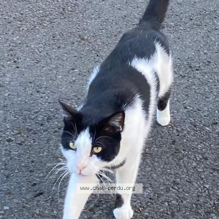 Photo 1/1 Chat retrouvé Perdu à Aurillac