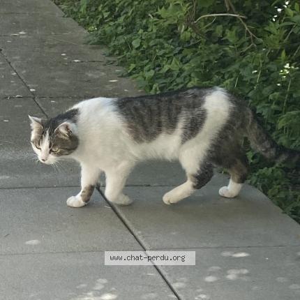 Photo 1/1 Chat retrouvé Perdu à Sierre