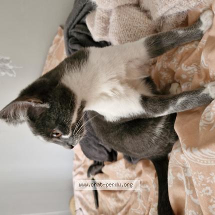 Photo de chat trouvé à Pontault Combault