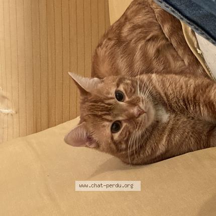 Photo de chat perdu à Oullins