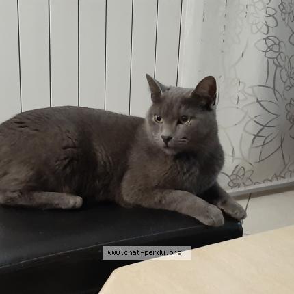 Photo 1/1 Grey Chat perdu à Hayange marspich