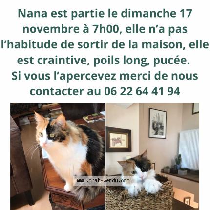 Photo 1/1 Chat retrouvé Perdu à Le Vivier Sur Mer