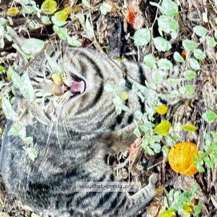 Photo 1/1 Chat retrouvé Trouvé à Neuilly Sur Marne