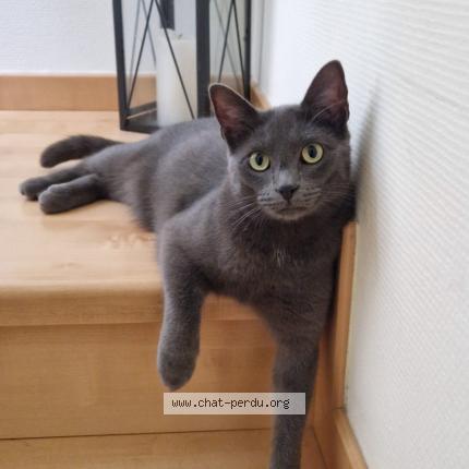 Photo de chat perdu à Eckbolsheim