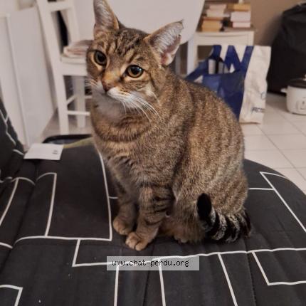 Photo de chat perdu à Besancon