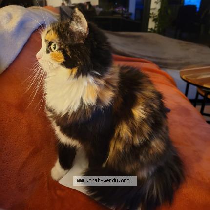 Photo de chat perdu à Sainte Foy Les Lyon