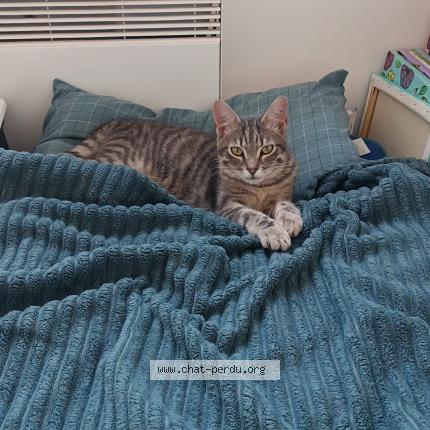 Photo de chat perdu à Evreux